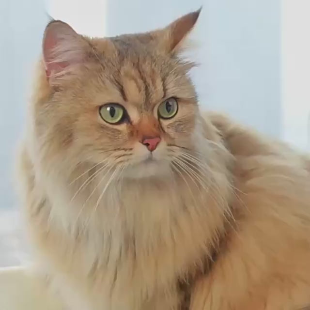 Amaca per Gatti - Relax e Vista Elevata!